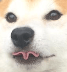 Doggo's profile